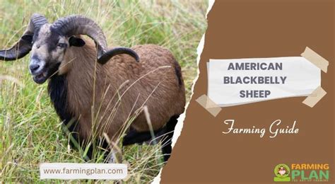 American Blackbelly Sheep: Farming In Your Backyard - Farming Plan