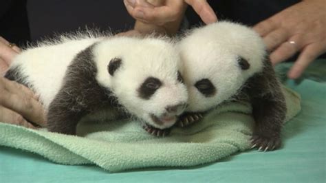 Panda Twins Born: First Look Inside the Nursery Video - ABC News