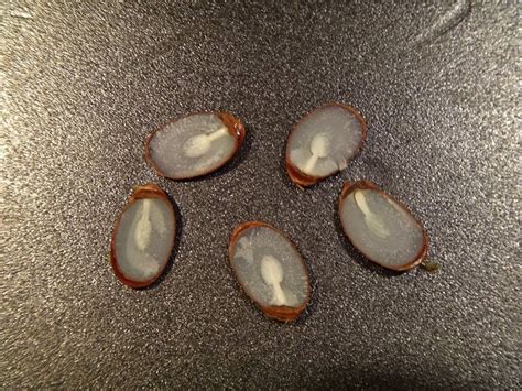 Persimmon seeds showing all spoons (shovel) cut by Chuck Burton, this ...