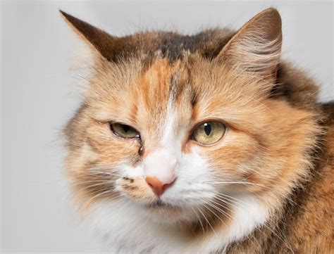 Expert Care for Herpesvirus Infection in Cats