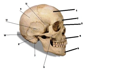 Cranial Bones - ProProfs Quiz - ClipArt Best - ClipArt Best