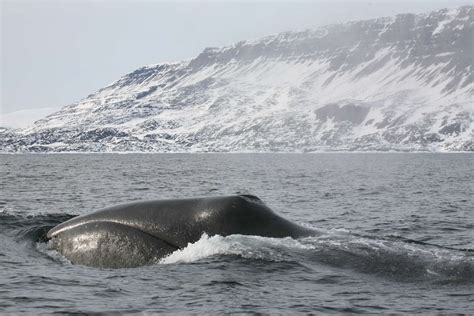 About | The Bowhead Whale Genome Resource