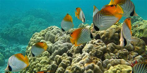 Division of Aquatic Resources | Coral Reefs