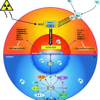 H 2 biological effects and possible mechanisms of action. (A) H 2 has... | Download Scientific ...