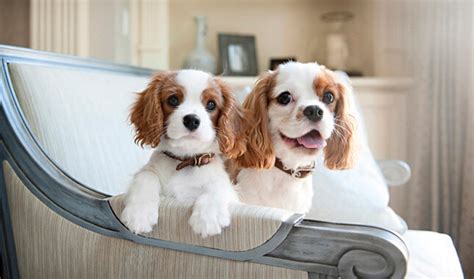 Cavalier King Charles Spaniel | Cavalier King characteristic ...