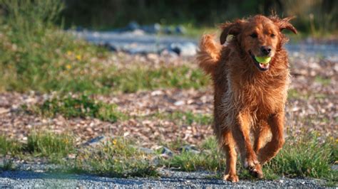 Golden Retriever Breed Guide: History, Characteristics & Care | Pawlicy Advisor