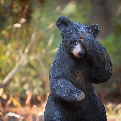 Jeff May Art / Realistic Carved Black Bear "Bashful Bear"