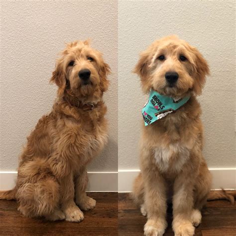 Before and after - 6 month old Goldendoodles first haircut!http://bit.ly/2SHd1BV | Goldendoodle ...