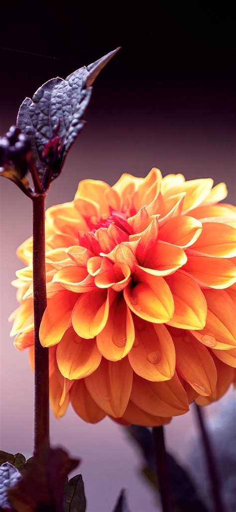 Flower 4k Wallpapers - 4k, HD Flower 4k Backgrounds on WallpaperBat