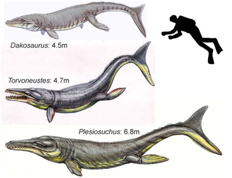 Giant crocodile was 22 feet long — and ripped its prey to death