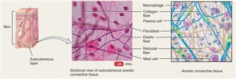 Diagram Of Areolar Tissue