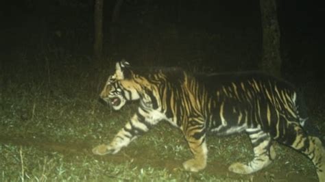 Pic of tiger cub with ‘black’ fur captured on camera stuns wildlife enthusiasts | Trending ...