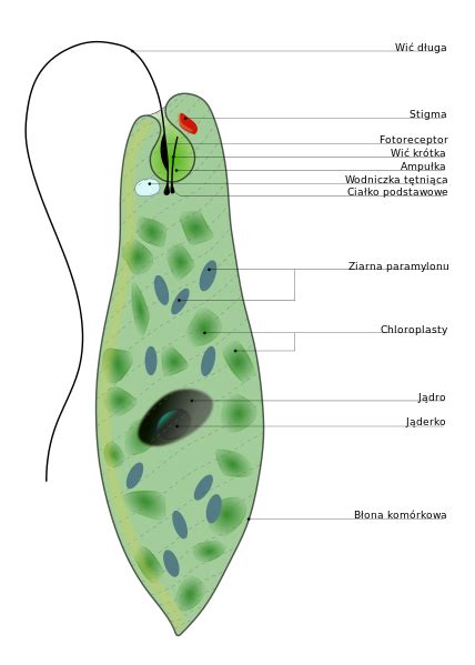 File:Structure of Euglena.svg - Wikimedia Commons | Protists, Wikimedia commons, Save