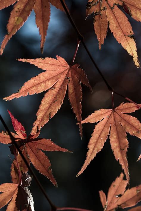 Picture of Brown & Red Leaves of a Japanese Maple Tree in Autumn