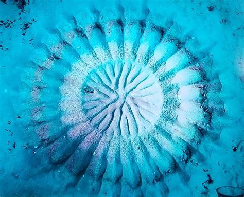 Pin by Ronda Crites on Pretty things | Puffer fish art, Sand drawing ...