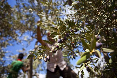 10 Varieties of Fruiting Olive Trees You Can Grow