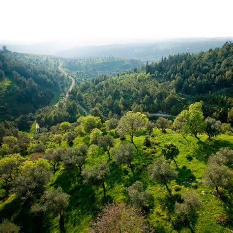 Were There Forests in Ancient Israel? | Did You Know?