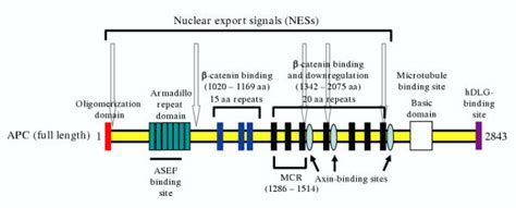 Structural features of the APC protein. Most of the mutations in APC ...