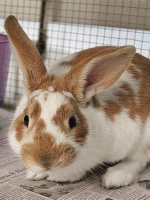 Is Adopting a Rabbit Right for You? | The Animal Foundation