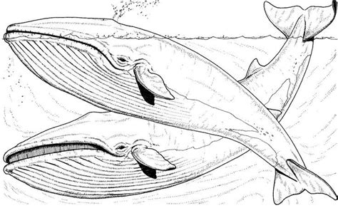 whale coloring pages | Free Whale Coloring Pages-Iceland ... | Whale ...