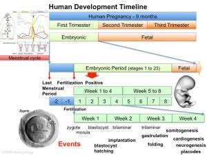 Timeline human development - Embryology