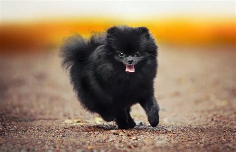 Black Pomeranian: A Complete Guide To The Jet Black Pom | All Things Dogs