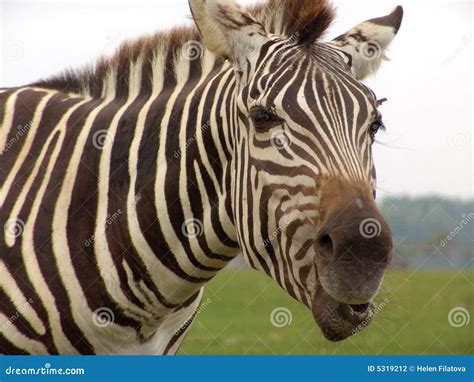 Zebra: close-up stock photo. Image of expression, wild - 5319212