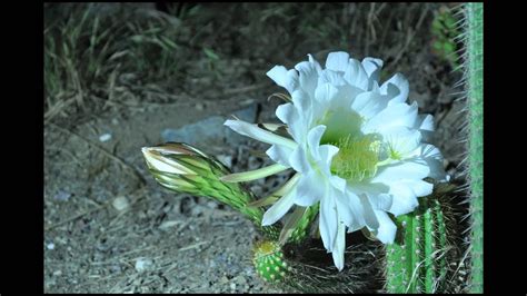 Time-lapse cactus blooming at night - YouTube