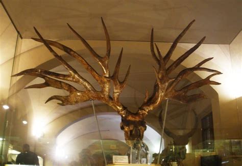 Extinct Giant Moose and 4 Other Massive Prehistoric Deer - A-Z Animals