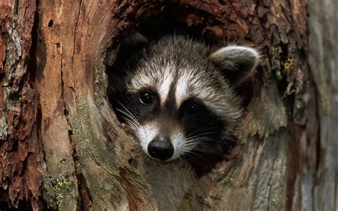 Raccoon Wallpapers - Wallpaper Cave