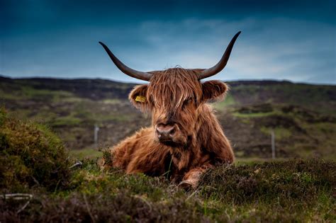 Cattle Animal Pasture Highland - Free photo on Pixabay