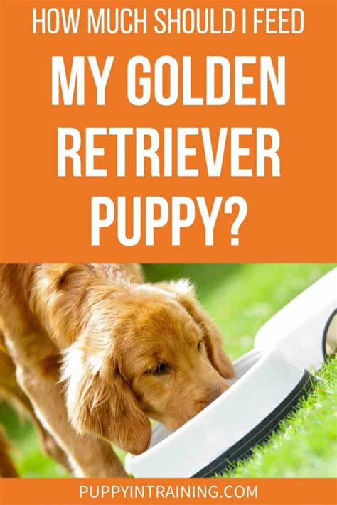 2023 Golden Retriever Feeding Chart Guide – Puppy, Adult Senior | manminchurch.se