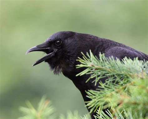 Why Do Crows Caw? (Scientific & Spiritual Meanings)