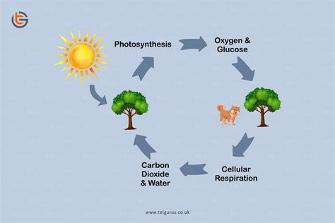 Compare And Contrast Photosynthesis And Cellular Respiration