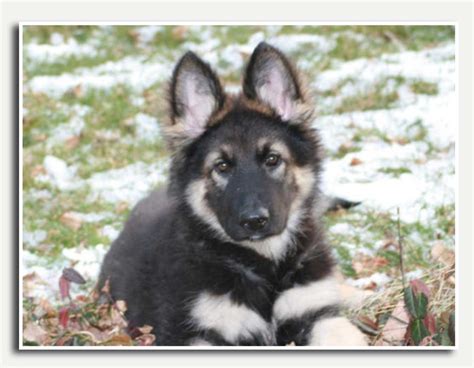 Shiloh Shepherd Puppies For Sale Near Me / Shiloh Shepherd Breeders 15 ...