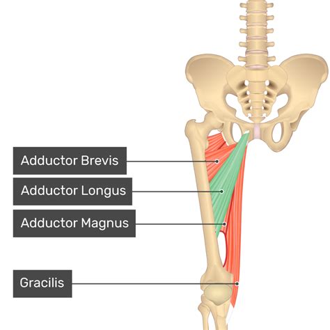 Adductor Longus Muscle | GetBodySmart