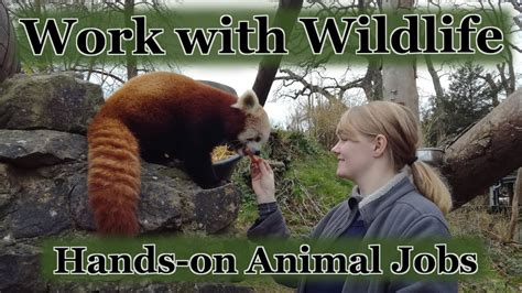 5 Wildlife conservation jobs working hands on with animals that you can ...