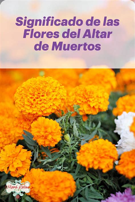 Significado de las Flores del Altar de Muertos | Significado de las flores, Flor de cempazuchitl ...