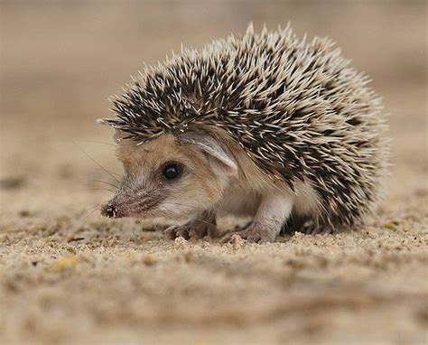 Animal Hedgehog On Sand - Desi Comments