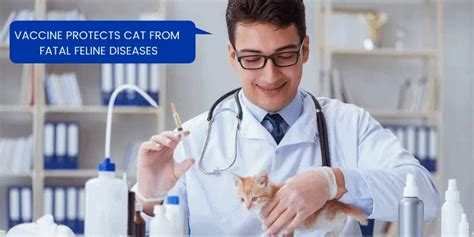 5 Common Bengal Cat Health Problems - Oxford Pets