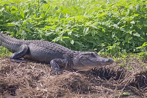 St. Johns Wildlife Tours | Airboat Rides and Custom Eco-Tours on Florida’s St. Johns River