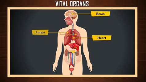 Internal organs of human body | How many organs in human body | Vital organs - YouTube