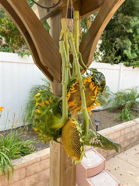 How to Harvest Sunflower Seeds - Hot Rod's Recipes