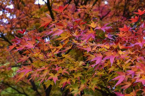 Acer palmatum - planting, pruning, advice to care for palmate maple