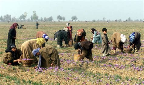 Kashmiri Saffron: the world's most precious spice - Pure Indian Foods Blog