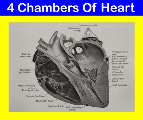 Sheep Heart Anatomy Moderator Band