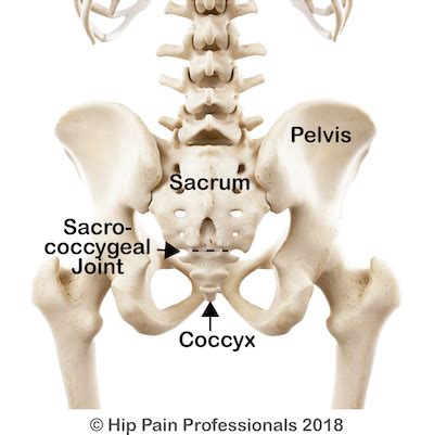 Coccydynia and the Sacrococcygeal Joint - Tailbone Pain