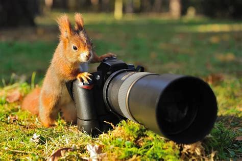 Fotógrafo no parque fotos de stock, imágenes de Fotógrafo no parque sin royalties | Depositphotos