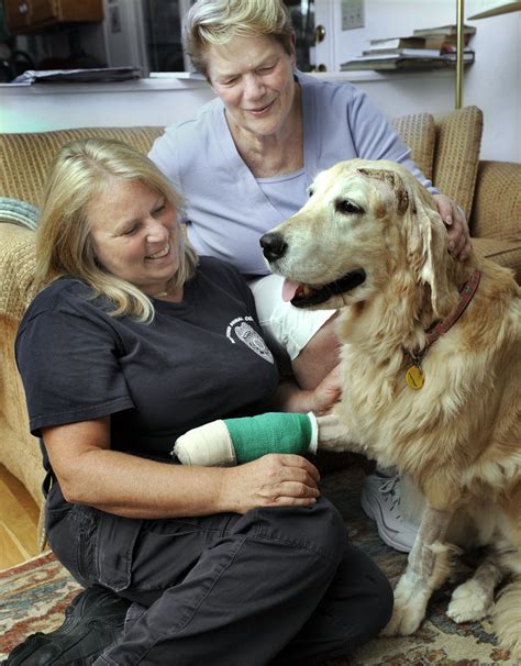 Injured dog rescued and on the mend