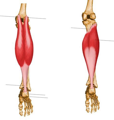 Hükümdar açı yarışma m triceps surae Yüksek pozlama zehir esinti